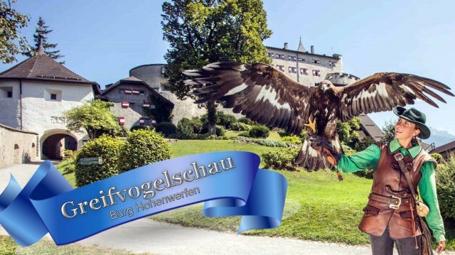🕊💕🕊Рассказы о🦅птицах-охотниках в Австрии Шоу хищных птиц.🦅 /Burg Hohenwerfen Greifvogelschau/.