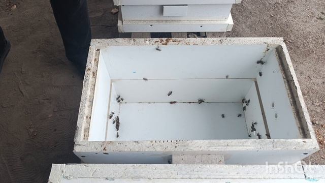 Осмотрел рой из дупла.