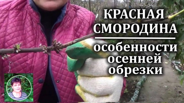Как обрезать смородину осенью Особенности обрезки красной и белой смородины