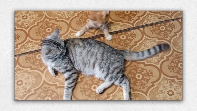 Уроки по ловле хвоста