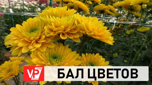 «БАЛ ХРИЗАНТЕМ» В ВОЛЖСКОМ УДИВИТ МНОГООБРАЗИЕМ СОРТОВ