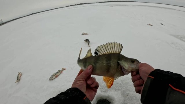 ОКУНЁВЫЙ ЛИФТ в ЖУТКИЙ ВЕТЕР. копчу окуня.