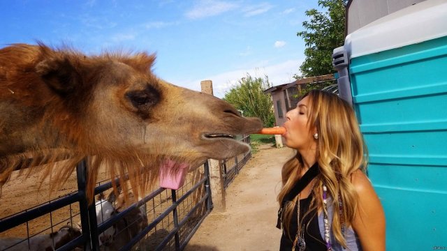 ✅ ЛУЧШИЕ ПРИКОЛЫ С ЖИВОТНЫМИ — РЖАКА НА RUTUBE! 🦊😜