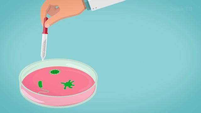 Это существо - живой динозавр среди нас - МЕЧЕХВОСТ!