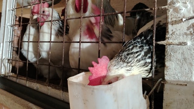 09-11-2025 Чесночная водичка для кур / кормление кур / витамины для кур.