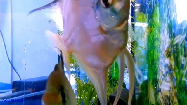 Путешествие в мир аквариума.