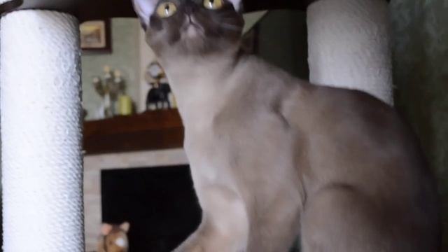 БУРЧЕТА ВИН-СЕНТ БАРХАТНЫЙ МИНДАЛЬ