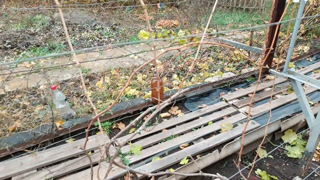 Начинаю обрезку виноградника