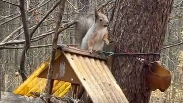 Гуляем с дочкой в Щукинском парке с белочками