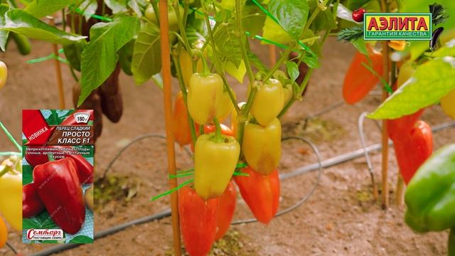 Сладкий ПЕРЕЦ для ОТКРЫТОГО ГРУНТА! Новинка 2026 - перец ПРОСТО КЛАСС F1