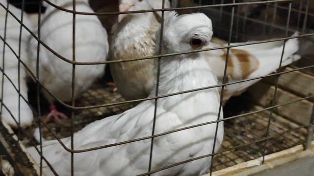 9.11.2025г Ярмарка г.Тула ч.1