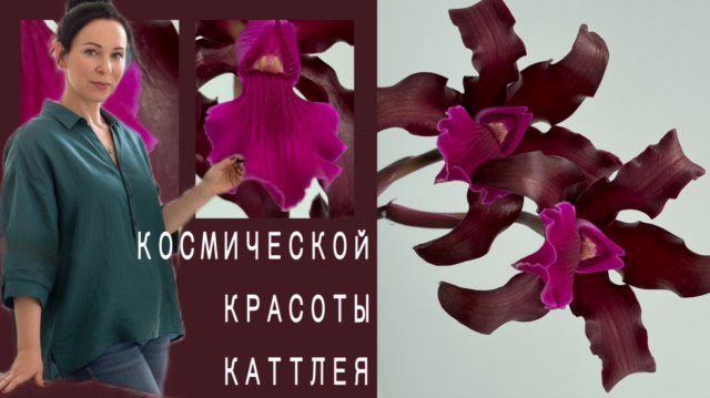 Первое цветение L.C. The Future is Better. Зацвести ее было ЛЕГКО!