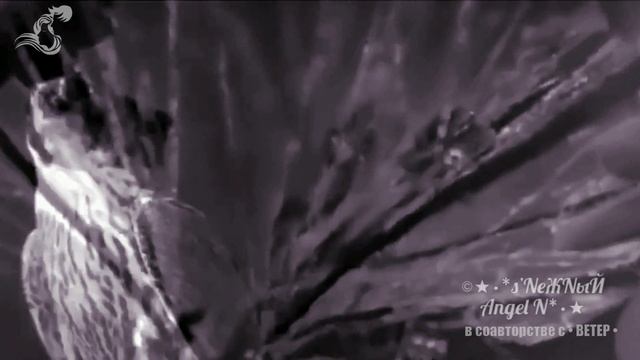 Антон Токарев - Седьмой лепесток — s’NеЖNыЙ Angel N в соавторстве с • ВЕТЕР •