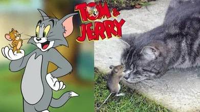 Том и Джерри и милые пушистые хвостики 😹😍 СМЕШНЫЕ КОТЫ