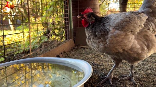 Куры осенью очень счастливы 🤗😂😜 (9)