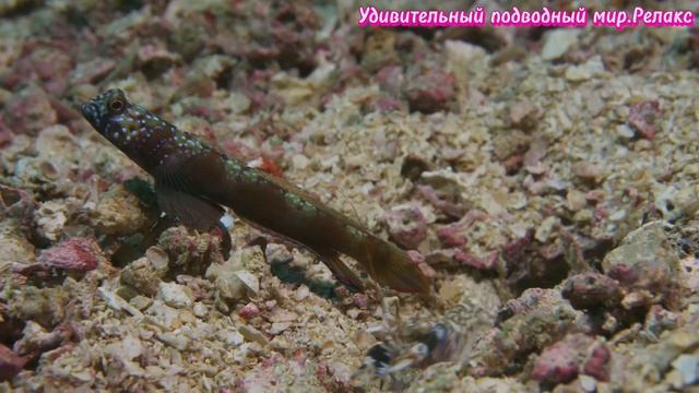 Удивительный подводный мир.Релакс.