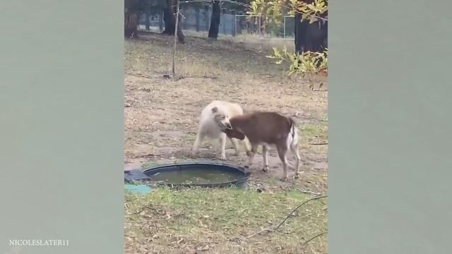 Смешные животные. Часть 55