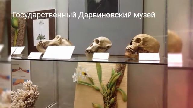 Государственный Дарвиновский музей