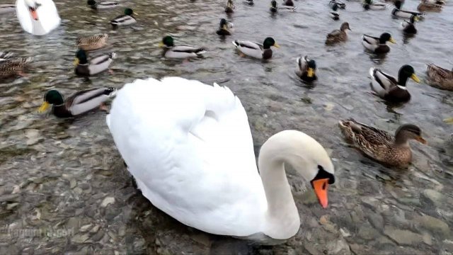 Изборск Соловенские ключи 40 лебедей