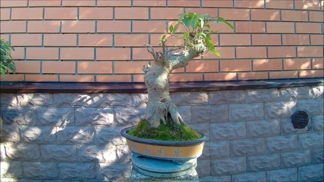 БонZай тропики Вьетнам фикус кистевидный инжирный Годзила лето 2025 год