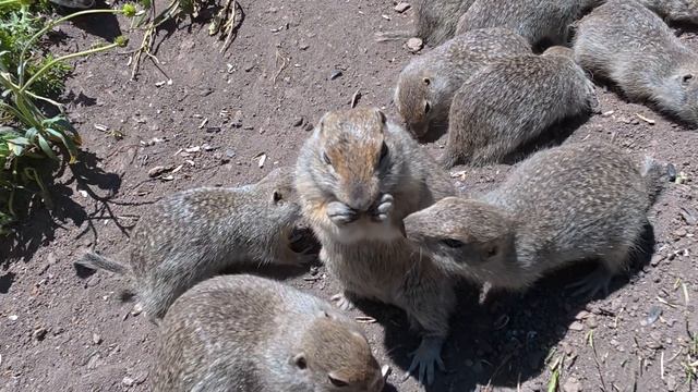 Джилы-Су Суслики