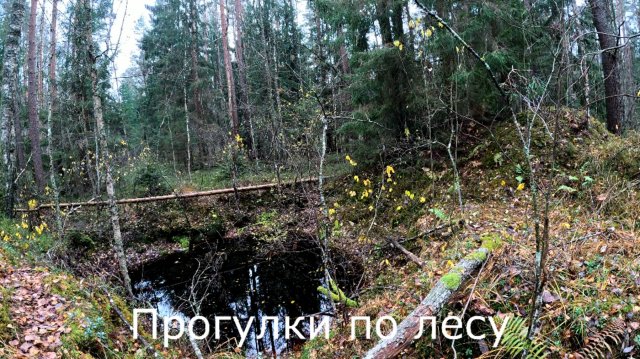 Прогулки по лесу.  Навестил место утонувшей фотоловушки.