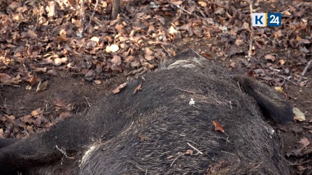 Охотники пожаловались на массовую гибель диких кабанов в Абинском районе