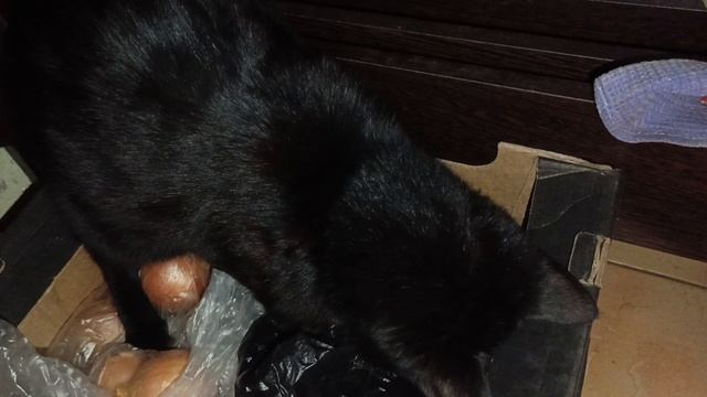 А ваши котики тоже любят наводить порядок?😹