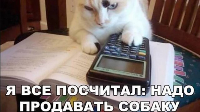 Что тут происходит?! Кошачьи странности. Смешное видео про кошек и котиков, которое рассмешит!