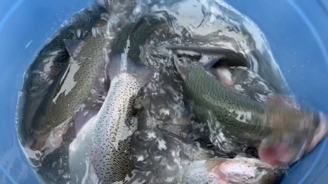 Навеска 1.8-3+ кг есть особи до 4+