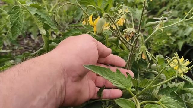 Спеет малина!Сюрприз в сарае🐣🐣🐣