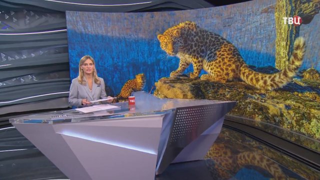 Дальневосточный леопард совершил уникальный маршрут на север Приморья / События на ТВЦ