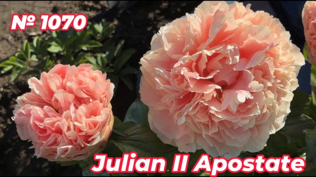 Травянистый пион "Julian II Apostate" артикул 1070/Сад Ворошиловой