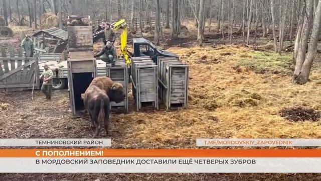 В Мордовский заповедник доставили ещё четверых зубров