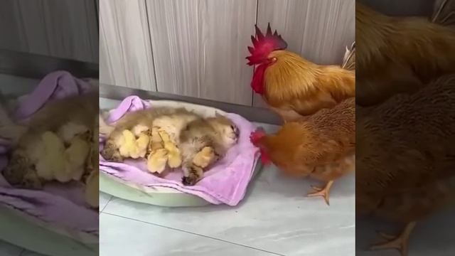 Верни детей, сволочь