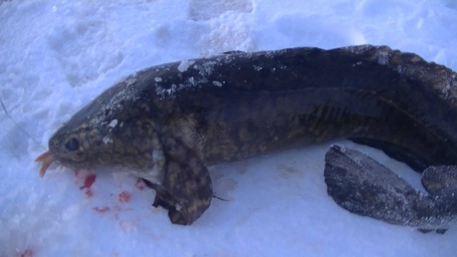 Много налима! Шикарный улов! Первый Лёд к Нам идёт.