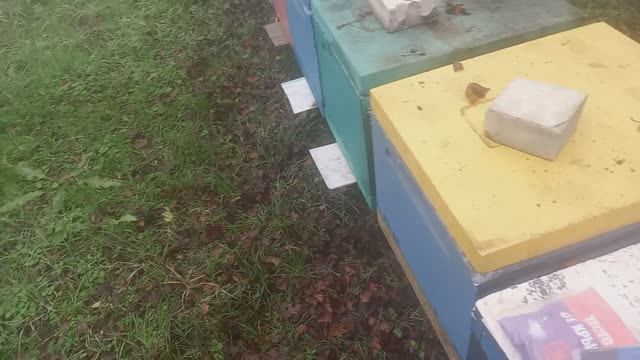 Причины и процесс объединения пчелосемей осенью