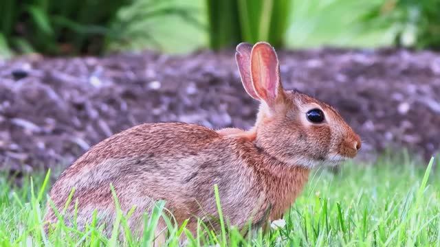 ЭТА МЕЛОДИЯ — ВОПЛОЩЕНИЕ НЕЖНОСТИ И КРАСОТЫ