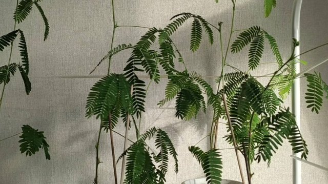 Как поживает Мимоза стыдливая