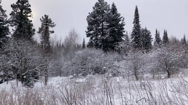ЗИМНЯЯ СКАЗКА ЛЕСА: Следы Зайца, Птичий Хор и Волшебство Снежной Природы