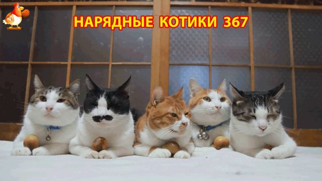 Нарядные Котики расслабляются на солнышке 🌞 🐈🐈🐈 (367)