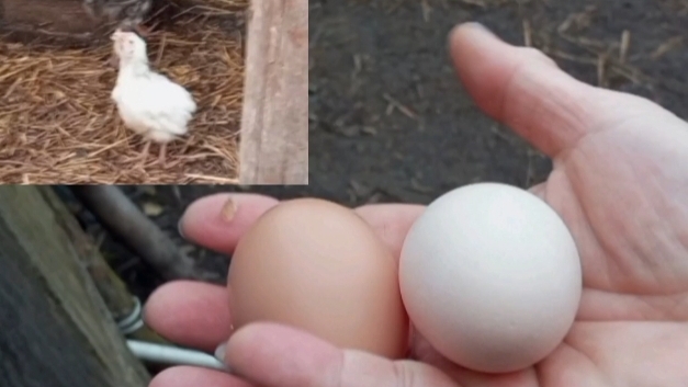 Ну вот, яиц добавилось. Машка занеслась. Цыпленку придется делать ещё укол, пока нет улучшений.