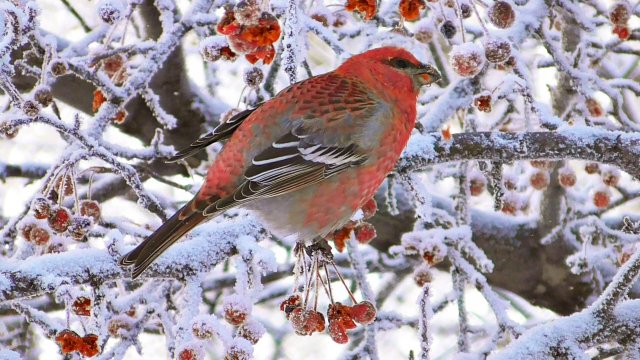 Щуры и иней