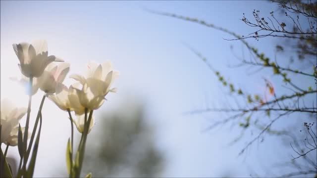 Свет&лана - Голос души(спонтанное медитативное пение 396гц)