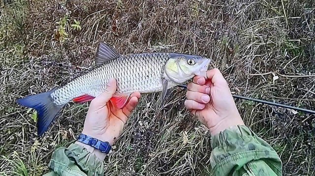 Щука, голавль, окунь на Спиннинг и Живца! Рыбалка и подводная съемка