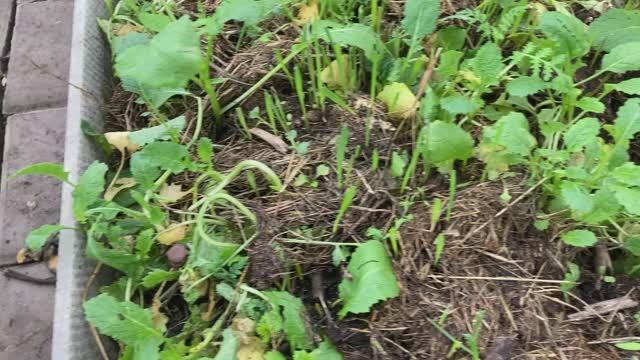 Озимая рожь в теплице.