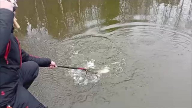 Форель ловится и на железо, и на воблеры, и на резину. Клёвое место, Лосиный остров, спорт-зона.