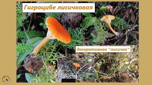 Лисичка влажноголовка. Гриб гигроцибе лисичковая - декоративная кроха