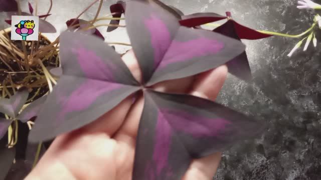 Оксалис Купидо (кислица), цветок-бабочка - растение, приносящее счастье  Ризомы оксалиса