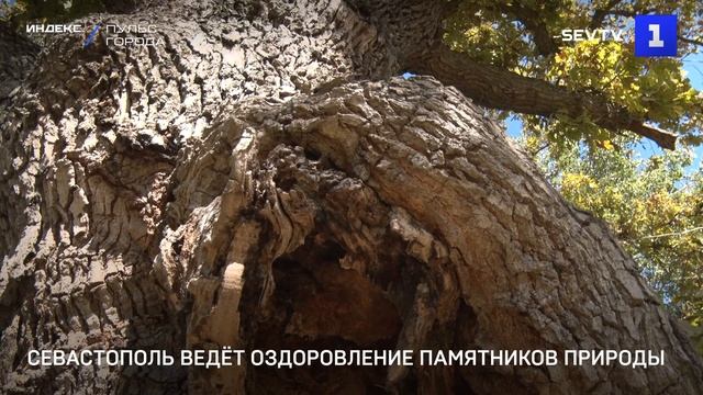 Севастополь ведёт оздоровление памятников природы